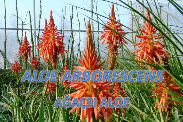 uploads/10032018185710/ALOE ARBORESCENS.jpg